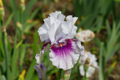 Horske Oko # BH.jpg