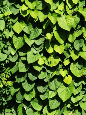 aristolochia_juni_seitenstetten.jpg