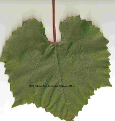 Rebunterlage_Berlandieri_X_Riparia_SO-4-Blatt.jpg