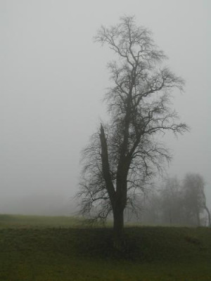 Baumruine.jpg