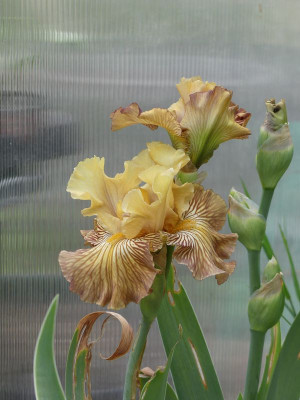 2024-05-17 Iris 'Skifskoe Tsarstvo' 1.jpg