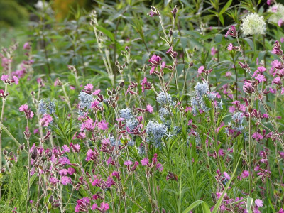 2024-05-17 Amsonia hubrichtii.jpg