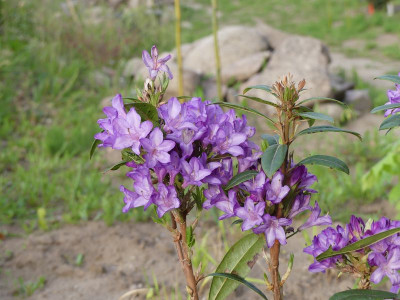 2024-05-17 Rhododendron 'Govenianum'.jpg