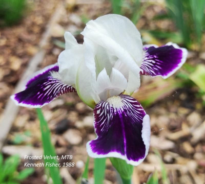 I_Frosted_Velvet_20240516_161837_B.jpg