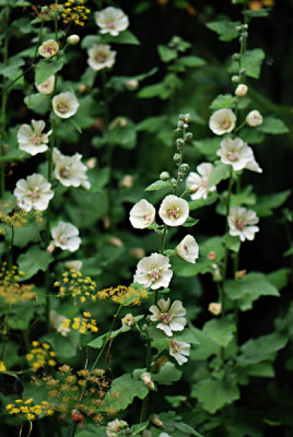 Alcaea-Parkallee-Aug0208.jpg