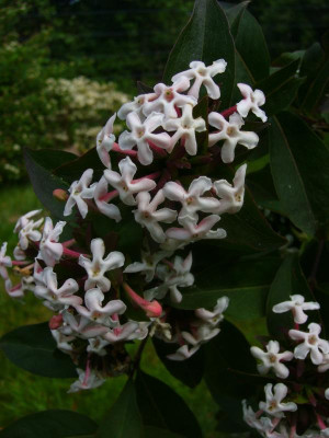 Abelia Blüte 1.JPG