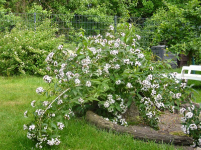 Abelia 1.JPG