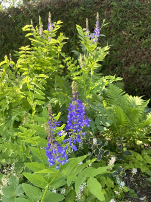 IMG_5287.jpeg