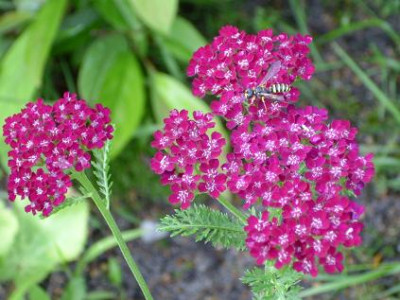 9.August_2008_65kl._Achillea_millefolium_Kirschkonigin_nah.JPG