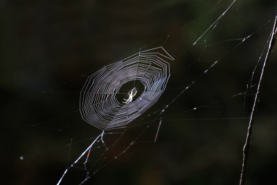 Spinnennetz-erleuchtet.jpg
