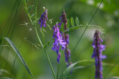 Wiesenblumen-Mikado.jpg