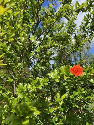 IMG_4036.jpeg