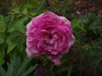 reine_des_violettes_weingart_alte_bluete2008.jpg