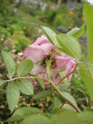 reine_des_violettes_weingart_alte_bluete_rueckseite2008.jpg