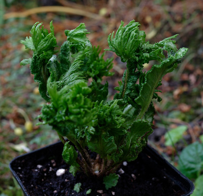DSC_8613_DxO.jpg