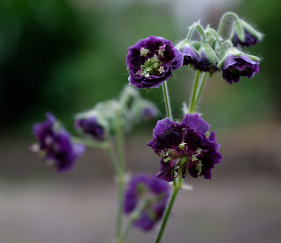 DSC_8621_DxO.jpg