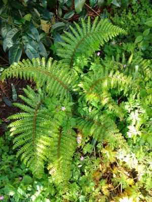 Dryopteris.jpg