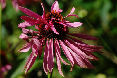 Echinacea_1_09-08-2008.jpg