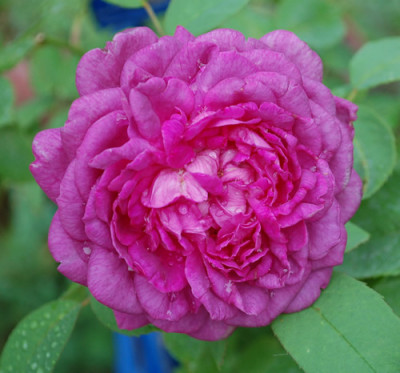 Reine_des_Violettes_0010__34861.jpg