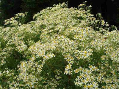 umbellatus_ue.jpg