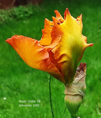I_Rustic_Cedar_20240518_141015_B.jpg