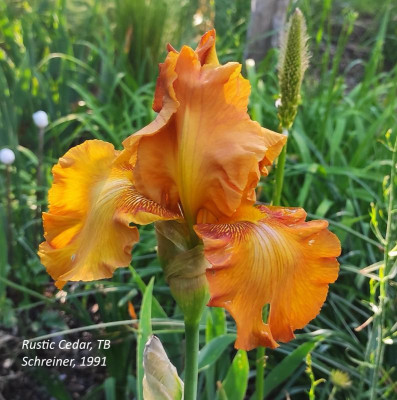 I_Rustic_Cedar_20240518_175017_B.jpg