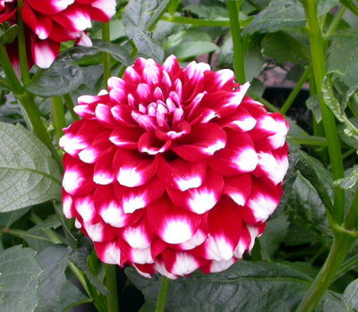 Dahlie_vielleicht_Checkers_4.8.08.jpg
