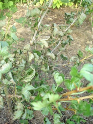 Stachelbeere_2008-08-10.JPG