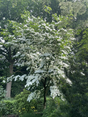 Cornus Venus Mai 2024 2.jpg