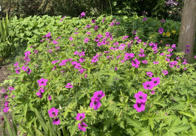 Geranium psilostemon Mai 2024 2.jpg