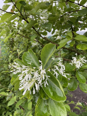 Chionanthus retusus Mai 2024.jpg
