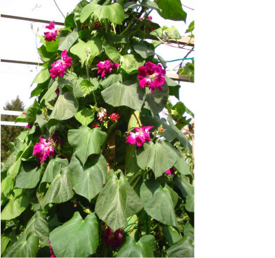 Ipomoea_sunrise_serenade.jpg