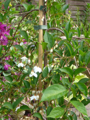 Styrax pendulus 1.JPG