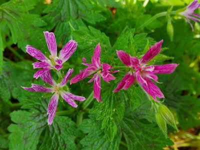 Geranium Nordlicht vs. Sue Cox.jpg