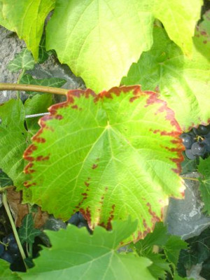 Sweety_Laub_2008-08-10.JPG
