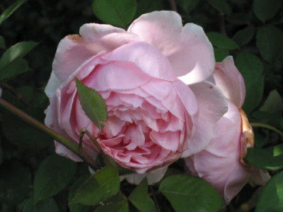 Brother_Cadfael_neu_Aug_08.jpg