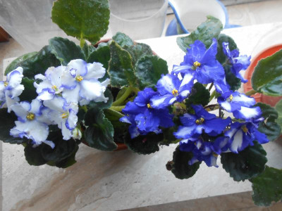 DSCN7366.JPG