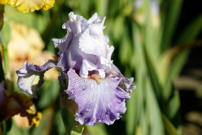 Lavender Breeze # BH.jpg