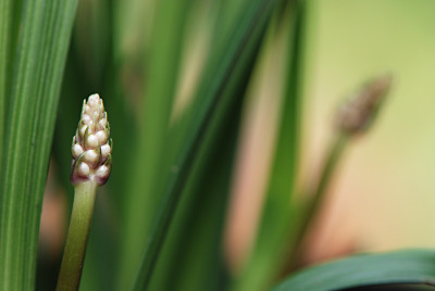 Herbstbluehende-Muscari.jpg