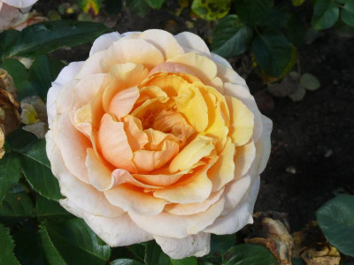 Sweet Lady_P1080217.JPG