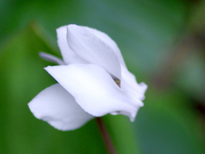 Cylamen_alba.jpg