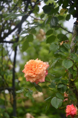 D9833.JPG