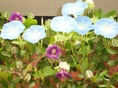 Ipomoea_Cobaea.jpg