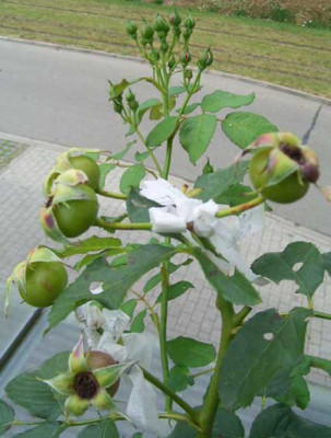 FD_08_08_buttenundknospen.jpg