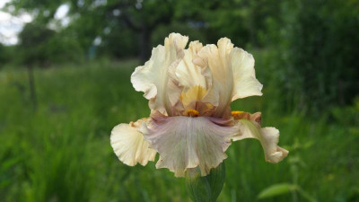 Iris TB bitone sand lavender ist 'Ozone Alert' 1997 Burseen P5200082.JPG
