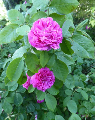 Rose de Resht.jpg