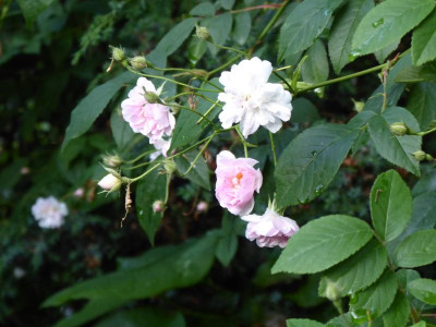 Paul's Himalayan Musk.jpg