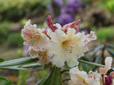 2024-05-20 Rhododendron 'Desert Haze' 2.jpg