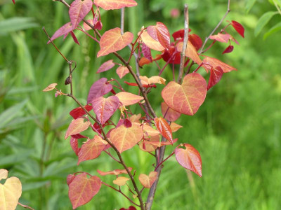 2024-05-20 Cercis 'Eternal Flame'.jpg