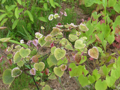 2024-05-20 Cercis 'Carolina Sweetheart'.jpg